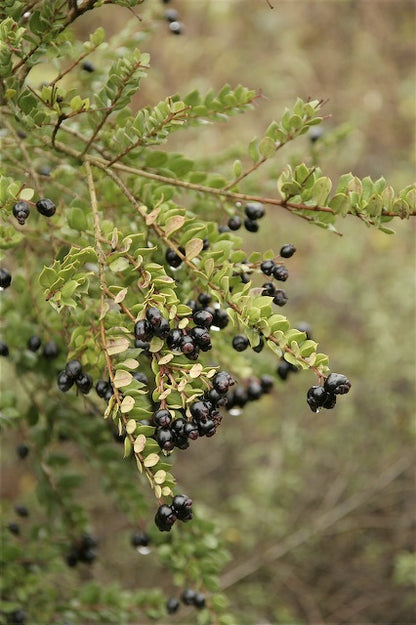 Luma apiculata