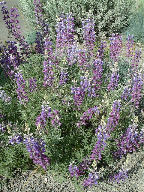 Lupinus albifrons