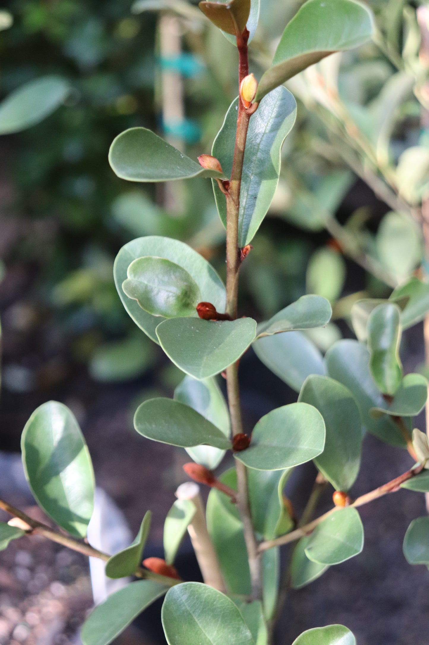 *RETAIL - Magnolia laevifolia 'Warm Fuzzies'