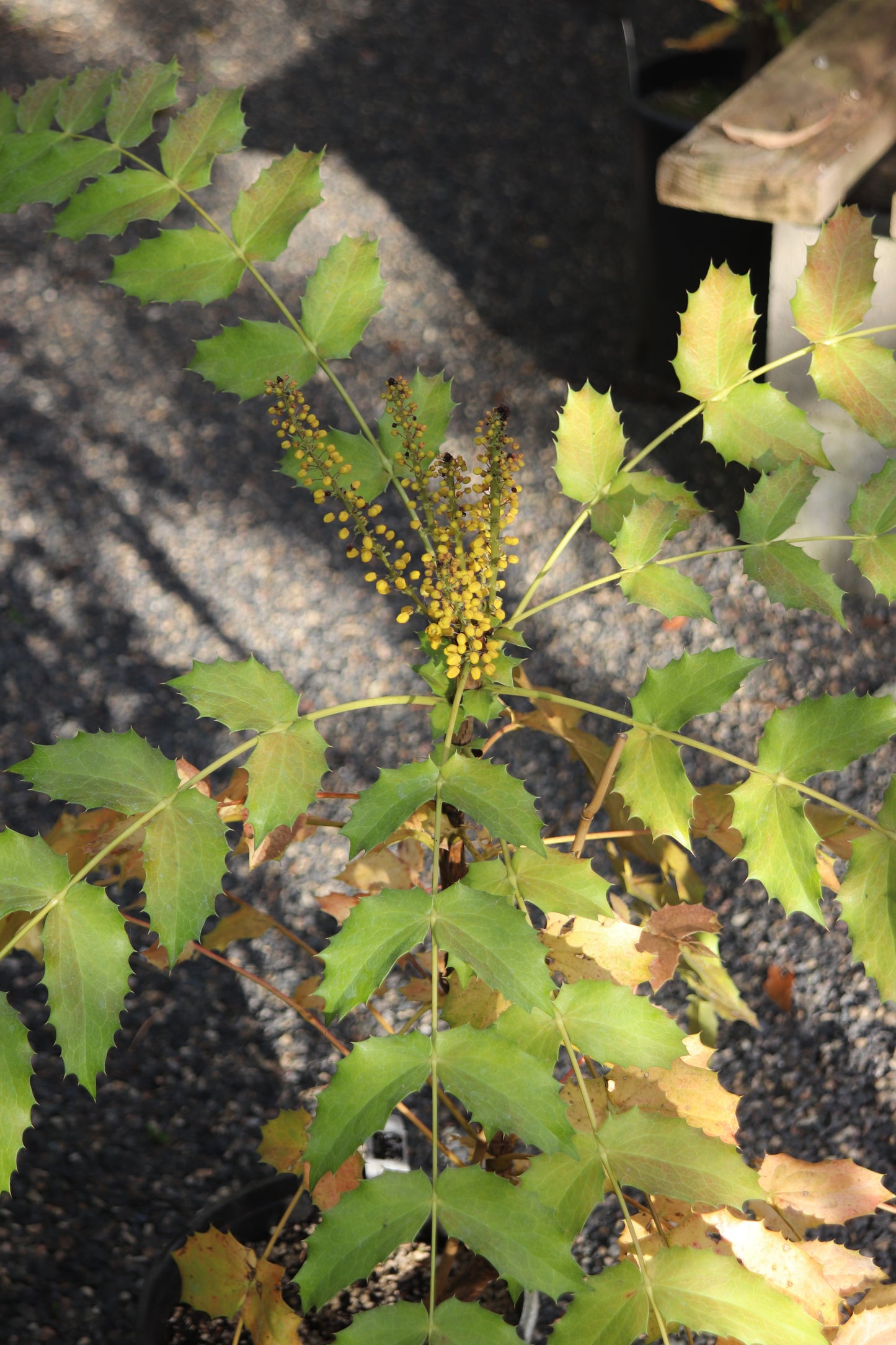 *RETAIL - Mahonia leschenaultii