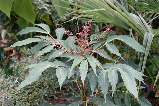 *RETAIL - Mahonia gracilipes