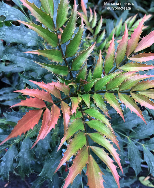 *RETAIL - Mahonia nitens 94010