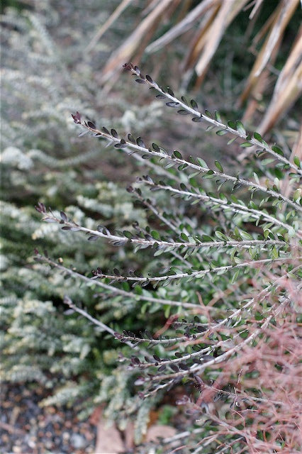 Melicytus angustifolius