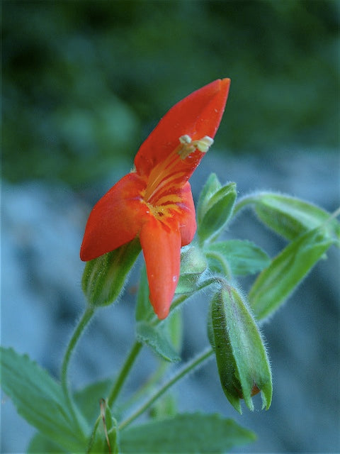 Mimulus cardinalis