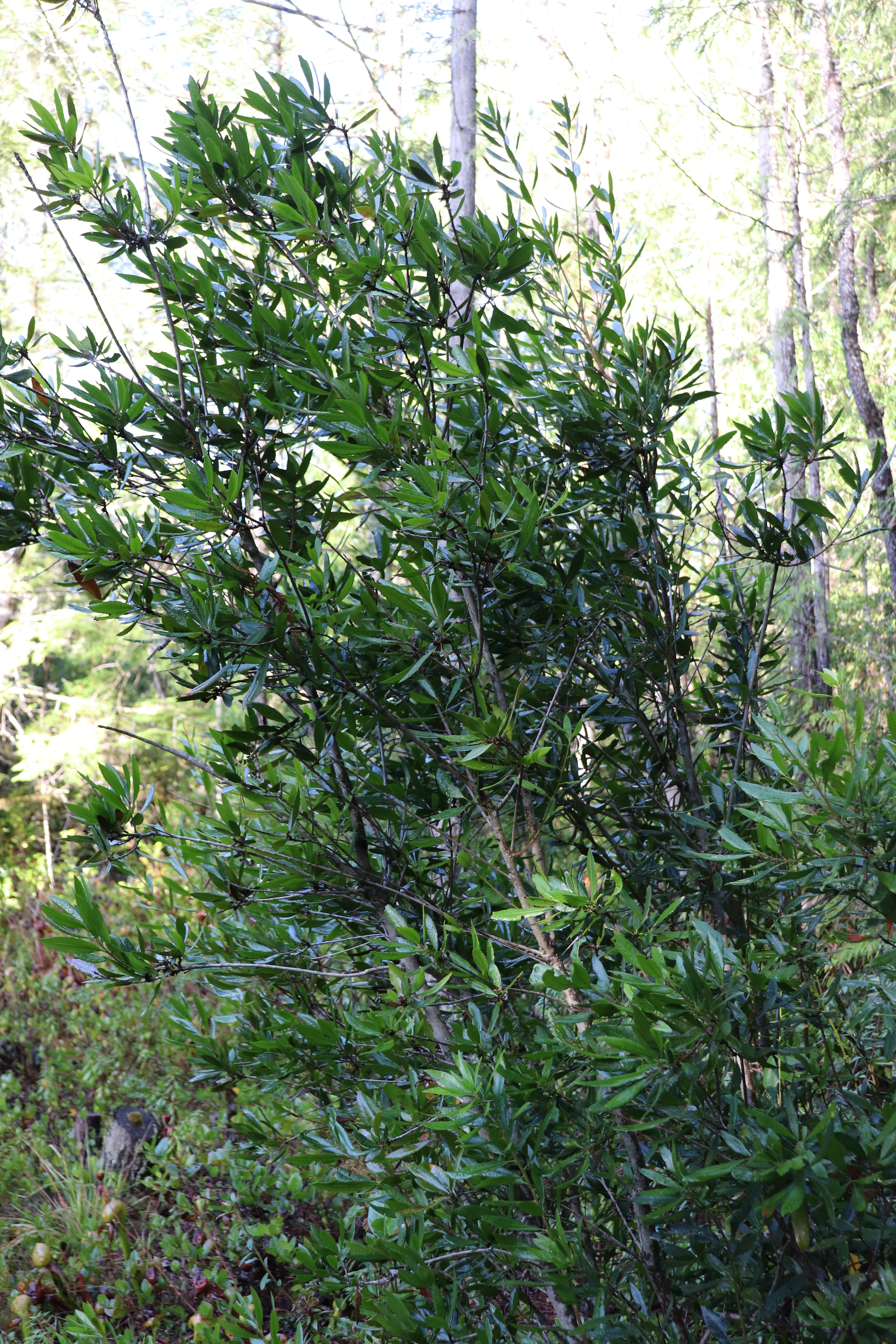 RETAIL - Morella [Myrica] californica – Cistus Nursery