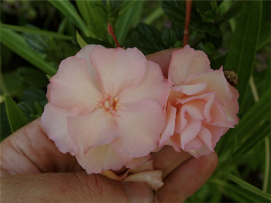 *RETAIL - Nerium oleander 'Mrs. Roeding'