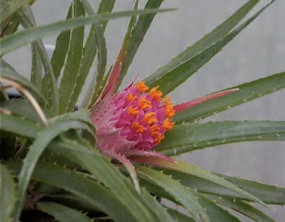 *RETAIL - Ochagavia carnea