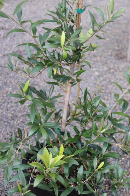*RETAIL - Olea europaea 'Amphissa'