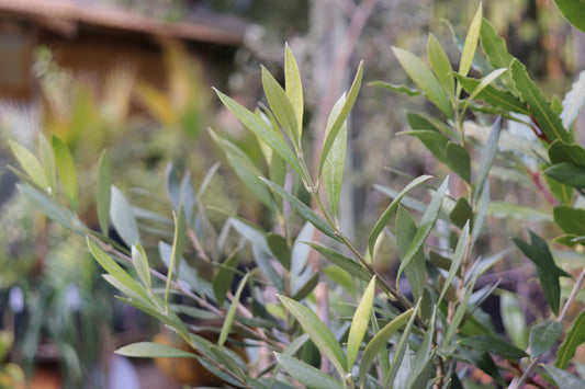 *RETAIL - Olea europaea 'Amphissa'