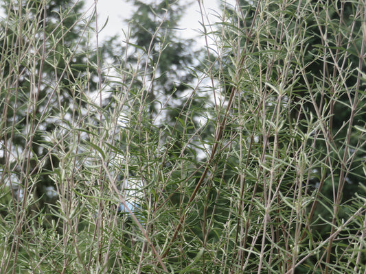 Olearia virgata var. lineata 'Dartonii'