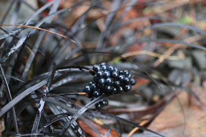 *RETAIL - Ophiopogon planiscapus 'Nigrescens'