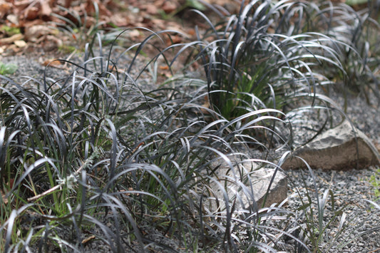 *RETAIL - Ophiopogon planiscapus 'Nigrescens'