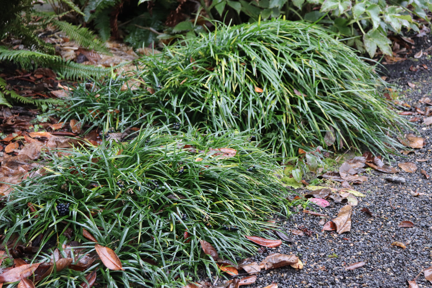 Ophiopogon planiscapus