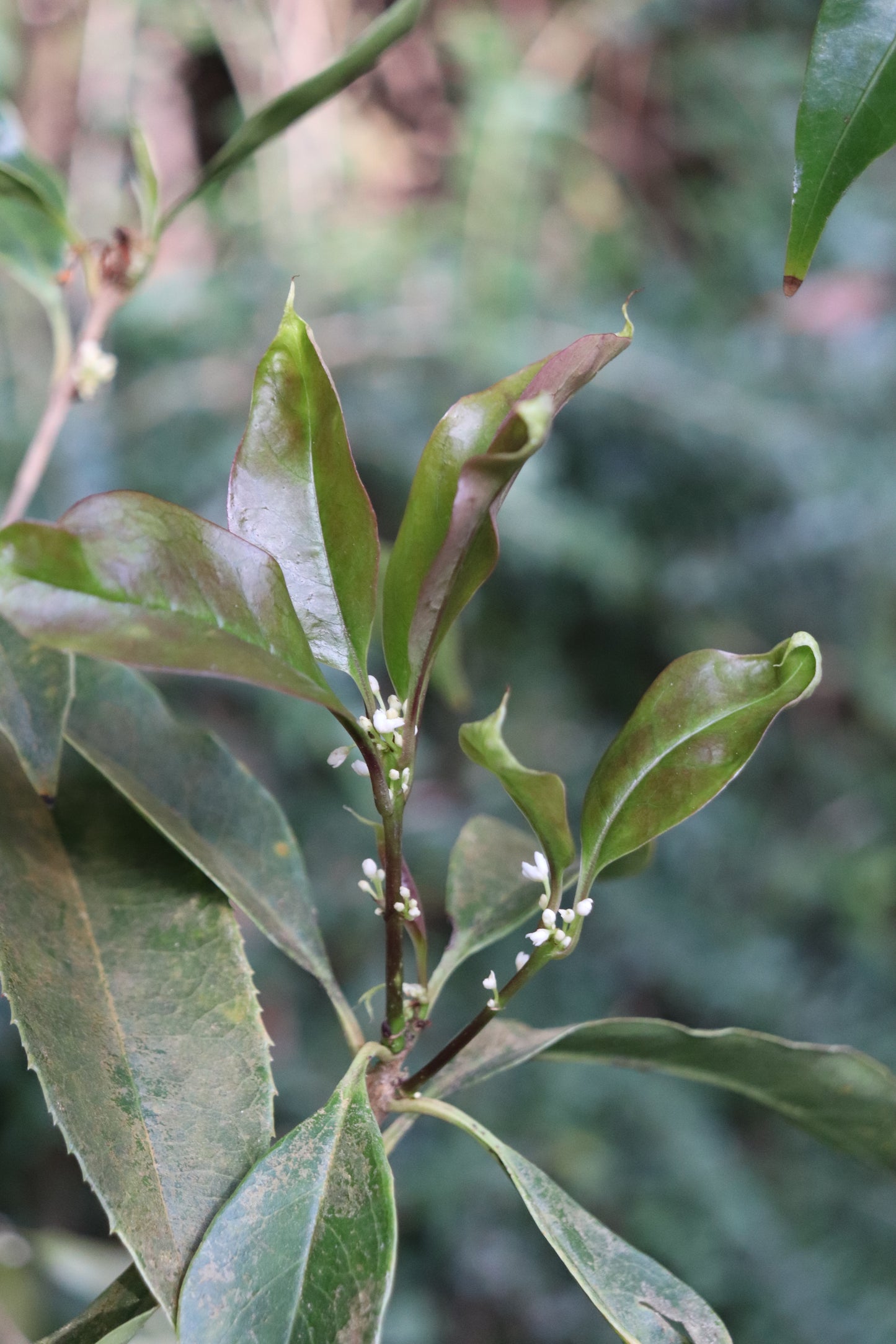 *RETAIL - Osmanthus fragrans 'Tianxiang Taige'