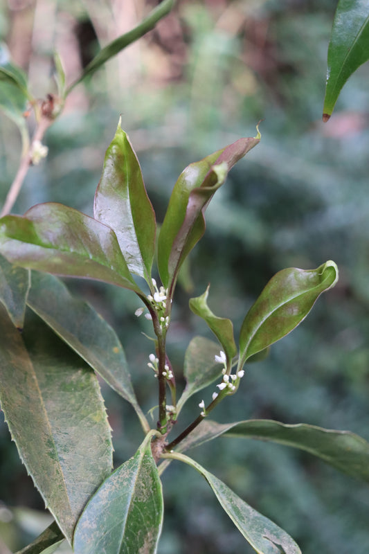 *RETAIL - Osmanthus fragrans 'Tianxiang Taige'