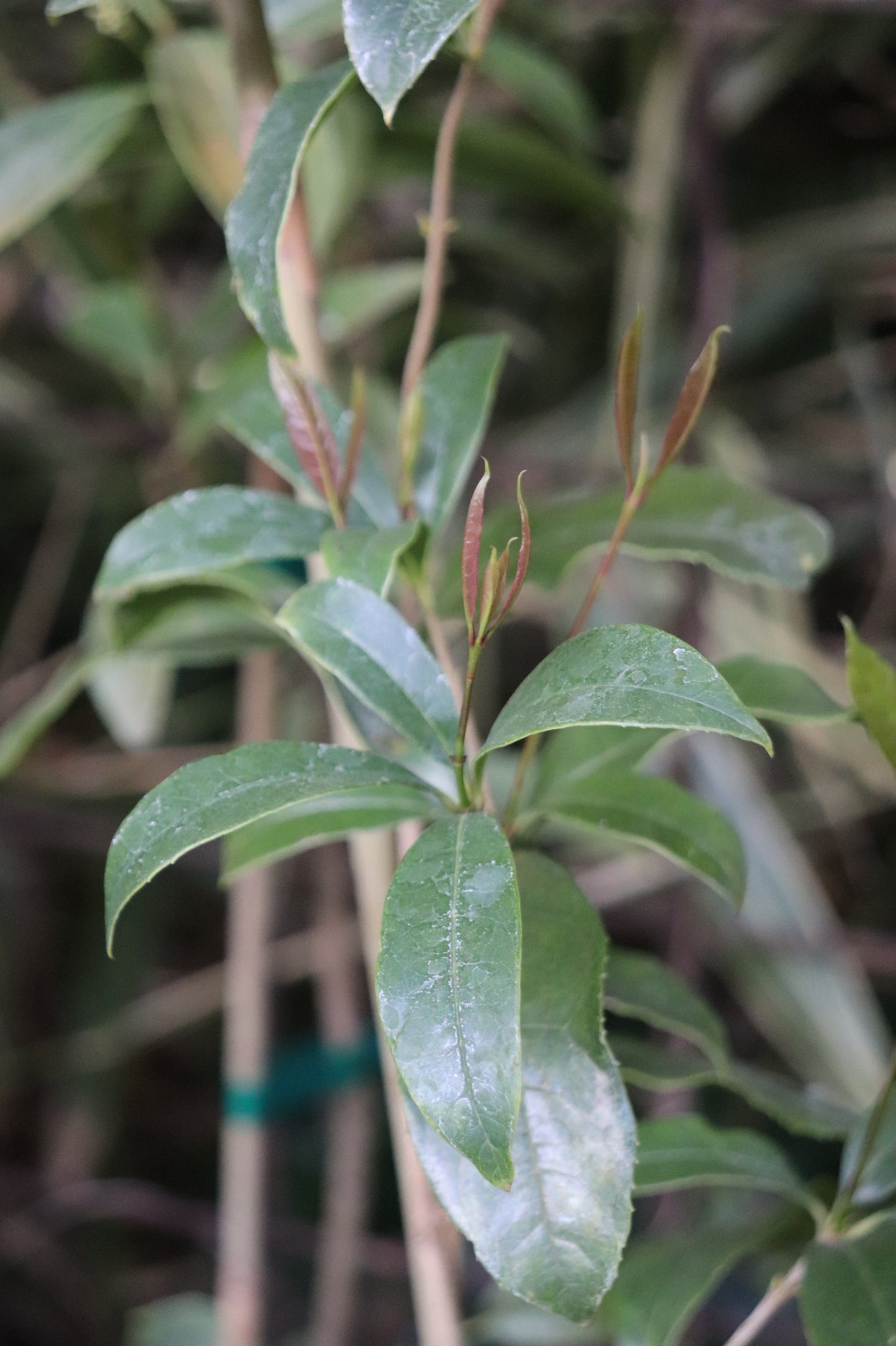 *RETAIL - Osmanthus fragrans 'Tianxiang Taige'