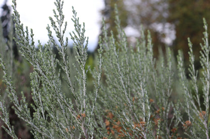 *RETAIL - Ozothamnus rosmarinifolius 'Silver Jubilee'