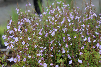 Parahebe catarractae - blue form