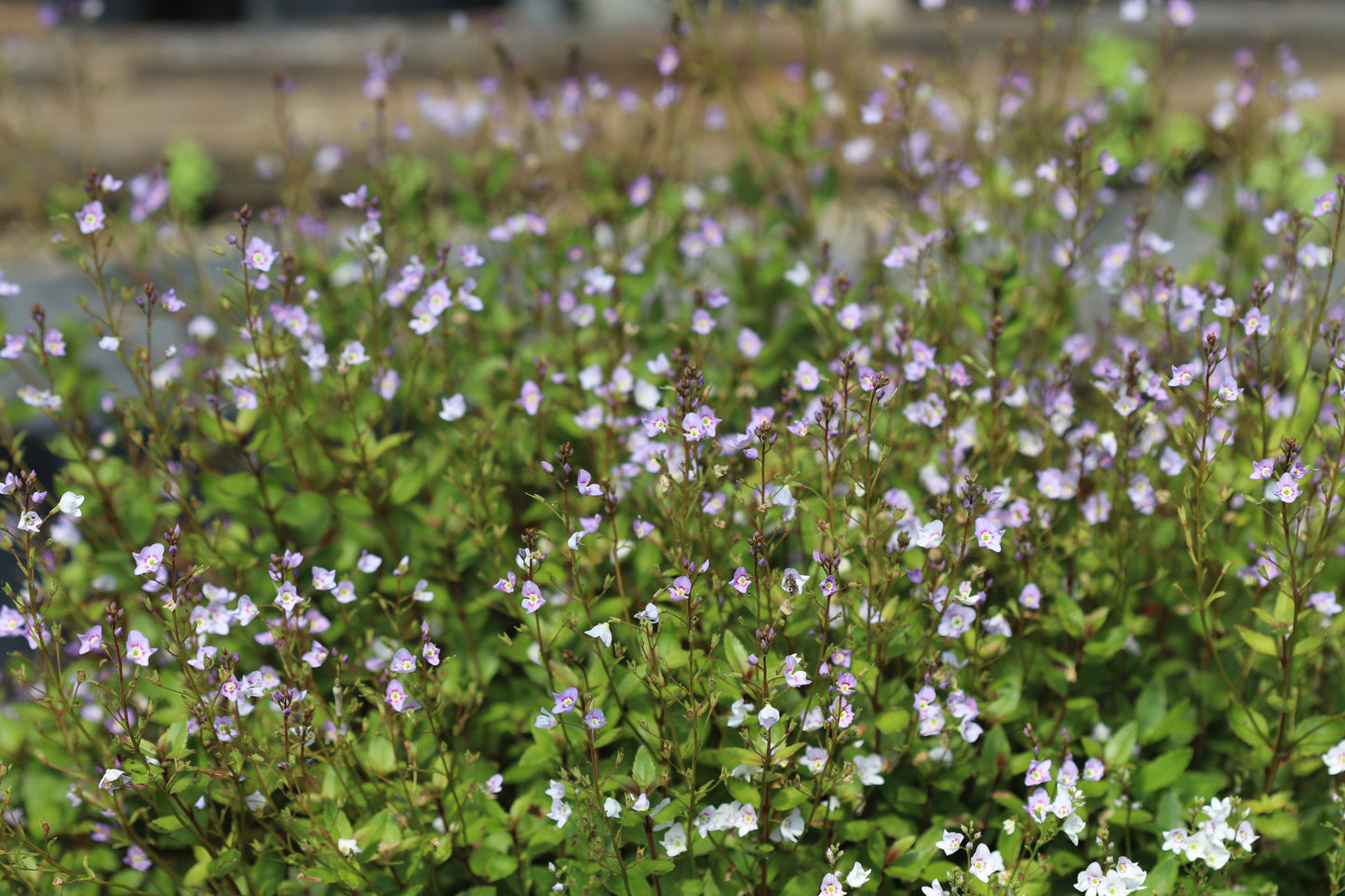 Parahebe catarractae - blue form