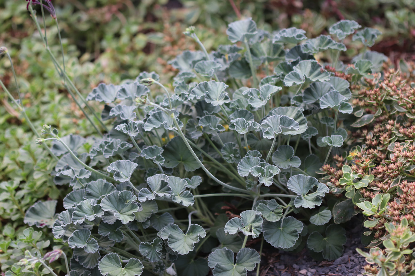 *RETAIL - Pelargonium sidoides