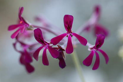 *RETAIL - Pelargonium sidoides