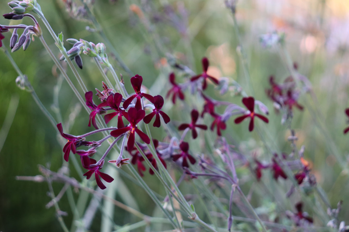 *RETAIL - Pelargonium sidoides