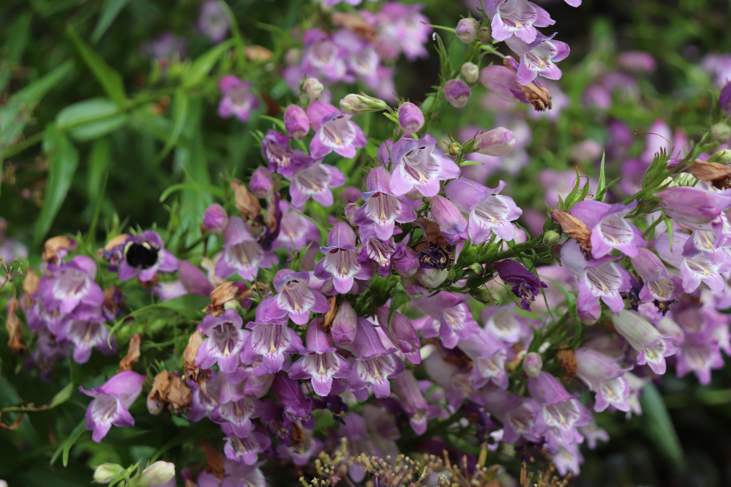 *RETAIL - Penstemon 'Mother of Pearl'