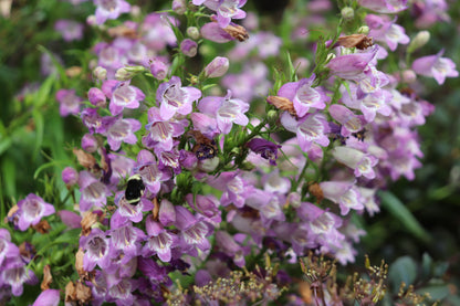 *RETAIL - Penstemon 'Mother of Pearl'