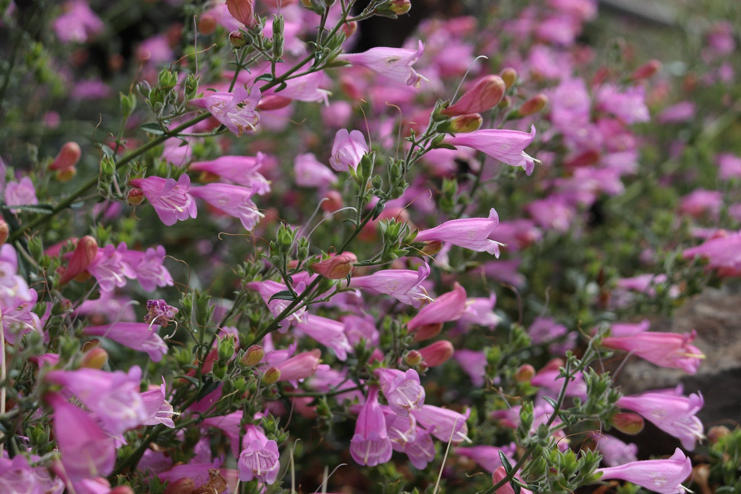 *RETAIL - Penstemon richardsonii