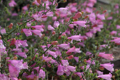 *RETAIL - Penstemon richardsonii