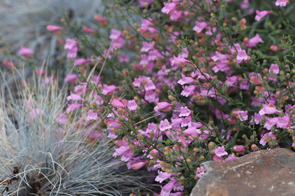 *RETAIL - Penstemon richardsonii