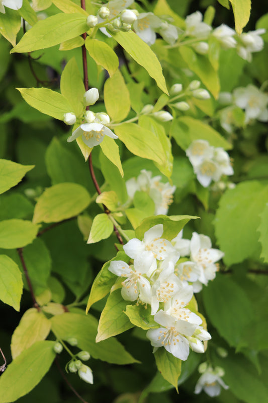 *RETAIL - Philadelphus coronarius 'Aureus'