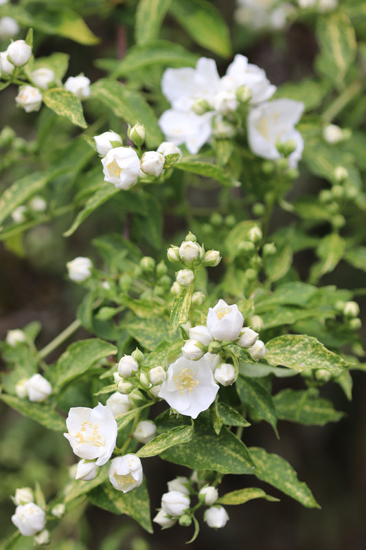 *RETAIL - Philadelphus 'Innocence'