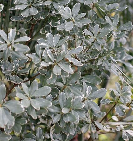 *RETAIL - Pittosporum tobira 'Variegata'