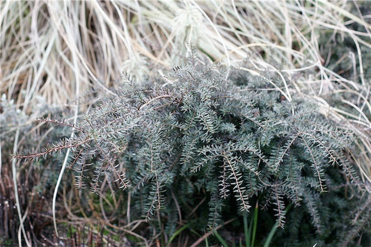 Podocarpus lawrencei 'Purple King'