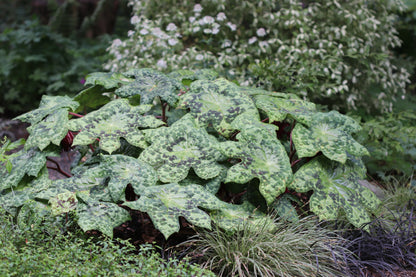 *RETAIL - Podophyllum 'Spotty Dotty'