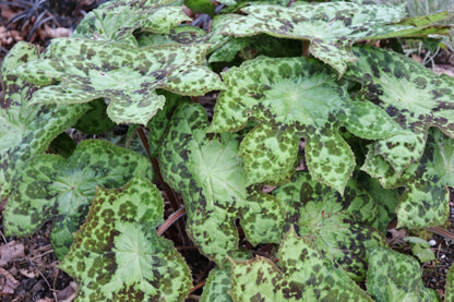 *RETAIL - Podophyllum 'Spotty Dotty'