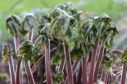 *RETAIL - Podophyllum 'Spotty Dotty'