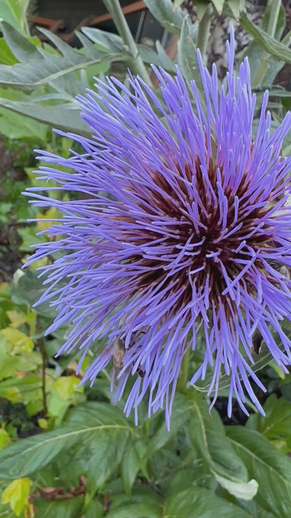 *RETAIL - Cynara cardunculus 'Christo’s Giant'