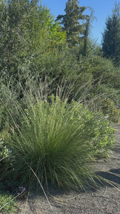 *RETAIL - Muhlenbergia rigens