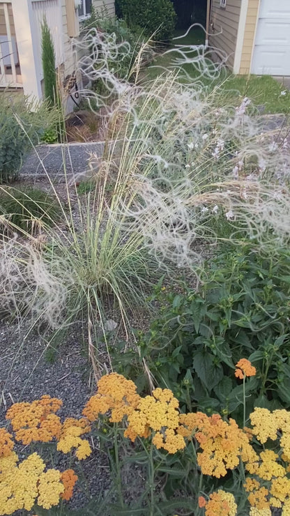 Stipa barbata