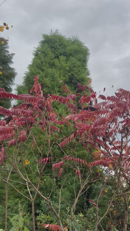 *RETAIL - Cryptomeria japonica 'Elegans Aurea'