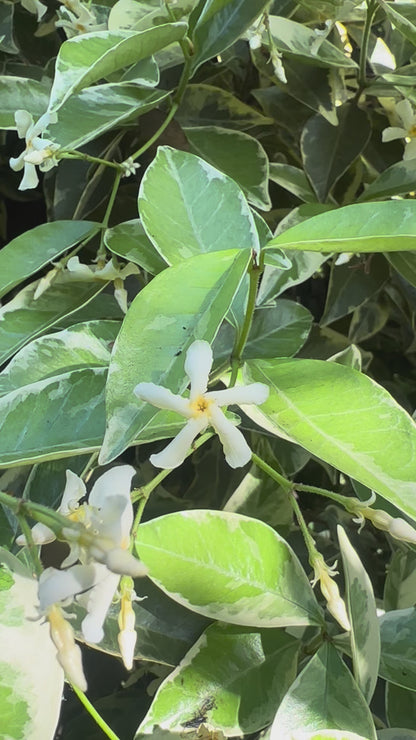 Trachelospermum jasminoides 'Variegatum'