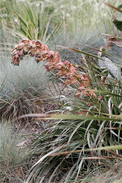Puya dyckioides