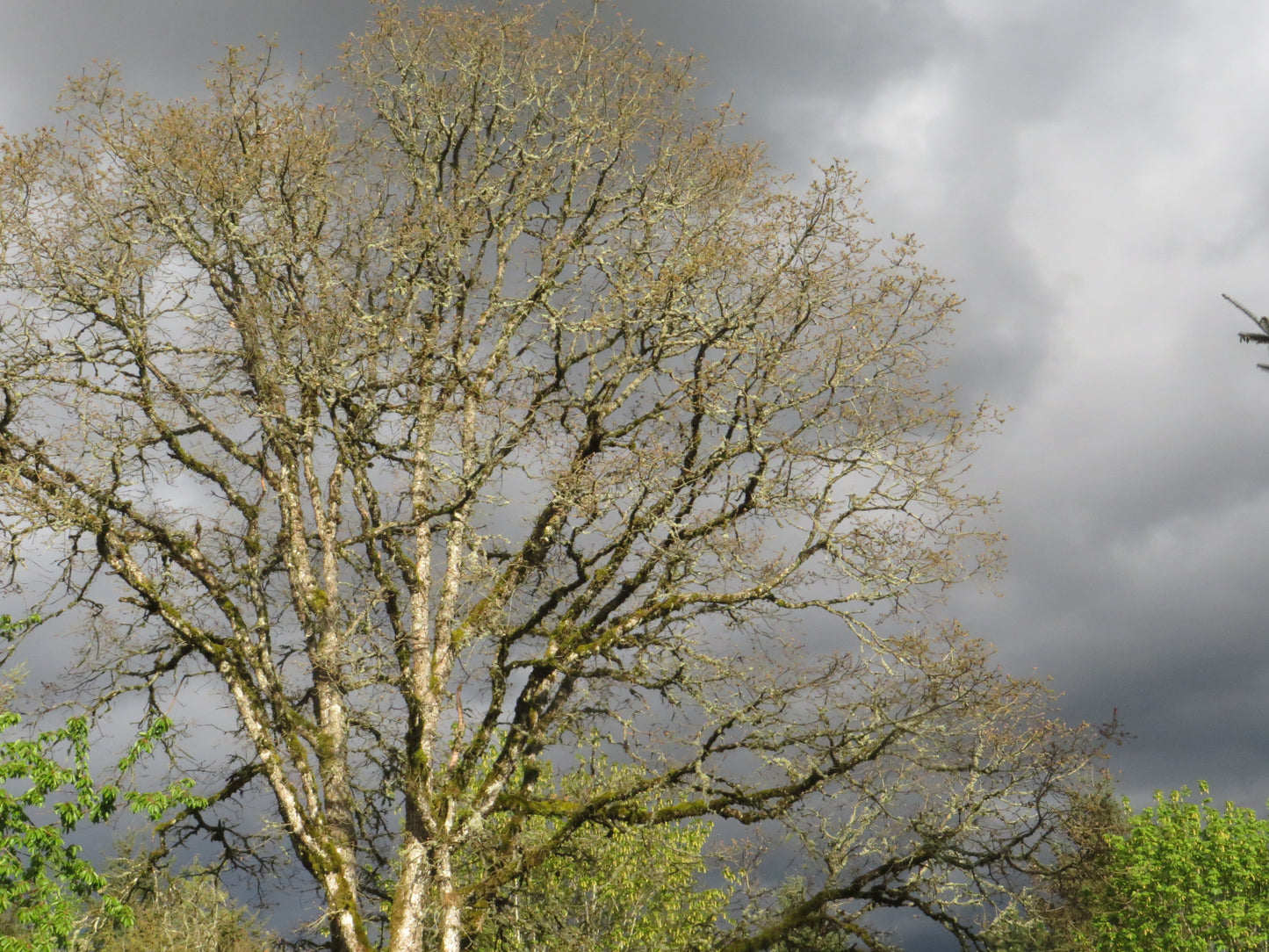 *RETAIL - Quercus garryana