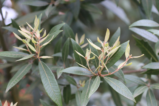 Quercus hypoleucoides