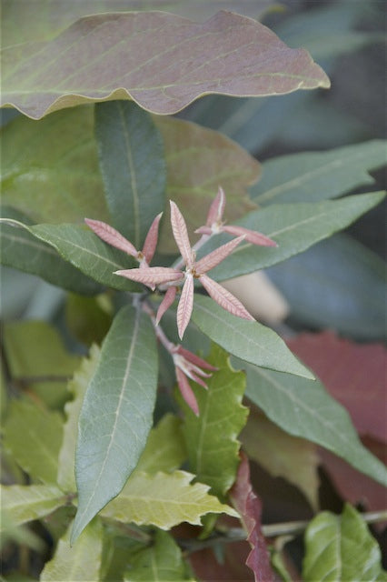 *RETAIL - Quercus polymorpha