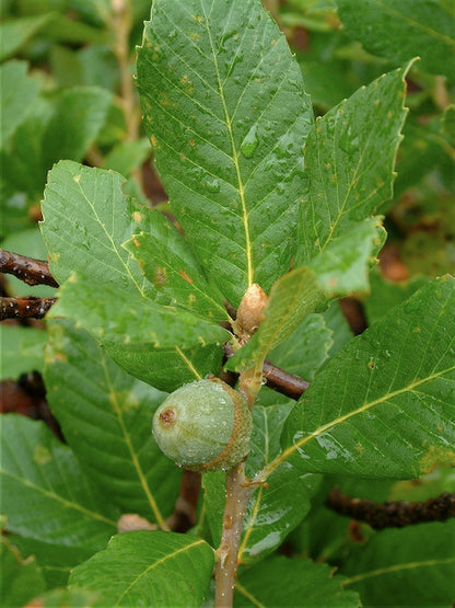 Quercus saddleriana 20.0075 [Kalmiopsis]