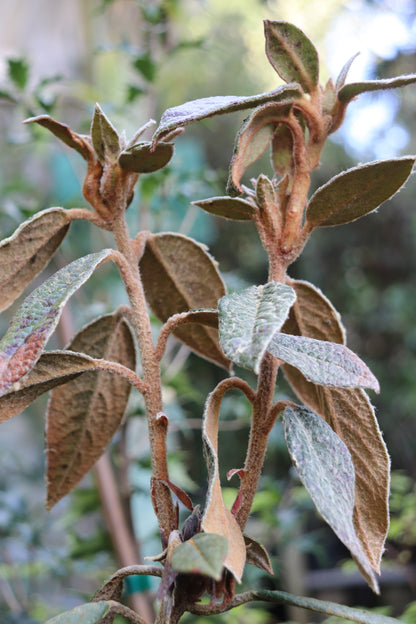 *RETAIL - Rhododendron edgeworthii