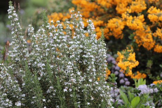 Rosmarinus officinalis 'Albus'